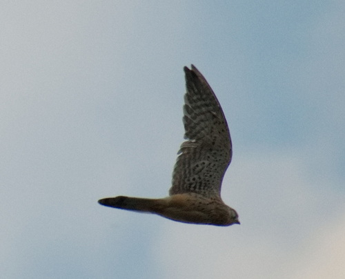 Eurasian Kestrel