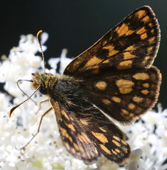 Carterocephalus skada