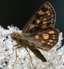Carterocephalus skada