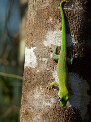 Phelsuma kochi