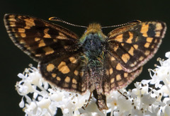 Carterocephalus skada