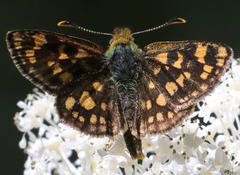 Carterocephalus skada