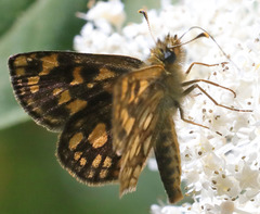 Carterocephalus skada