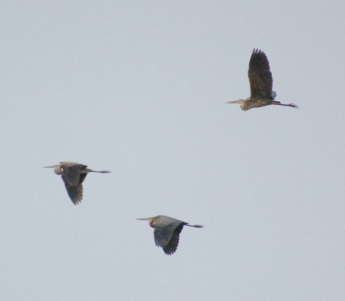 Purple Heron