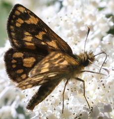 Carterocephalus skada