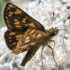 Carterocephalus skada