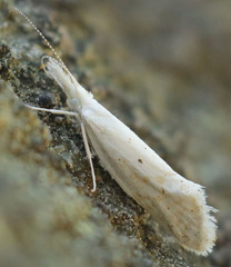 Euceratia castella