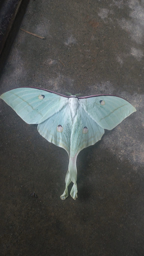 Indian Moon Moth