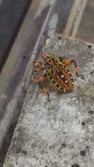 Pachylis nervosus