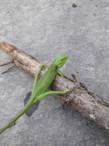 Jerdon's Forest Lizard