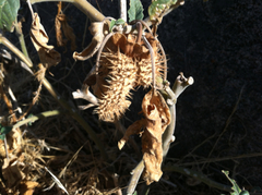 Datura stramonium
