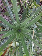 Eryngium serra