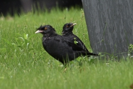 Crested Myna