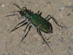 Cicindela tranquebarica sierra
