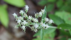 Eupatorium album
