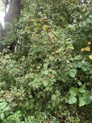 Crataegus coccinea