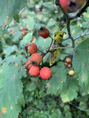 Crataegus coccinea