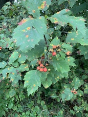 Crataegus coccinea