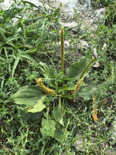 greater plantain