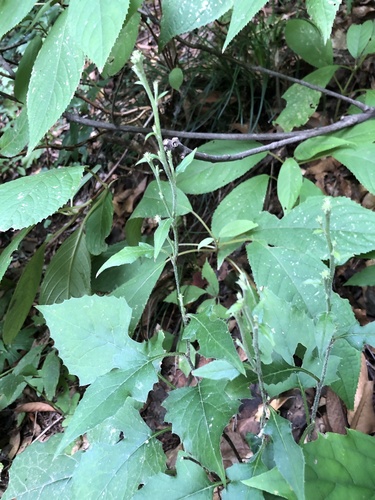 Saussurea sinuatoides iNat (3)