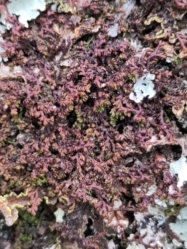 Frullania depressa