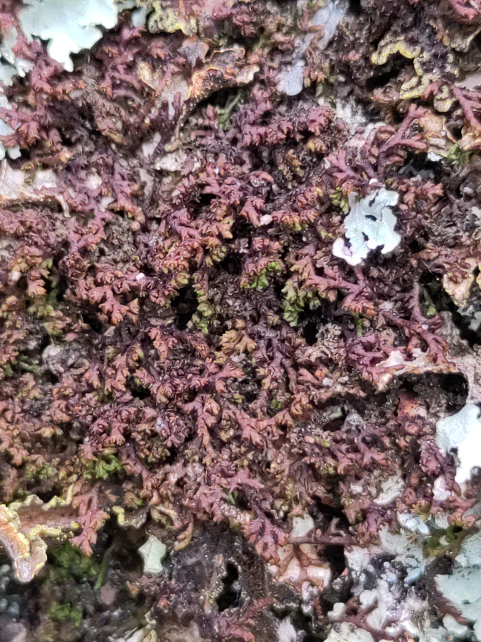 Frullania depressa