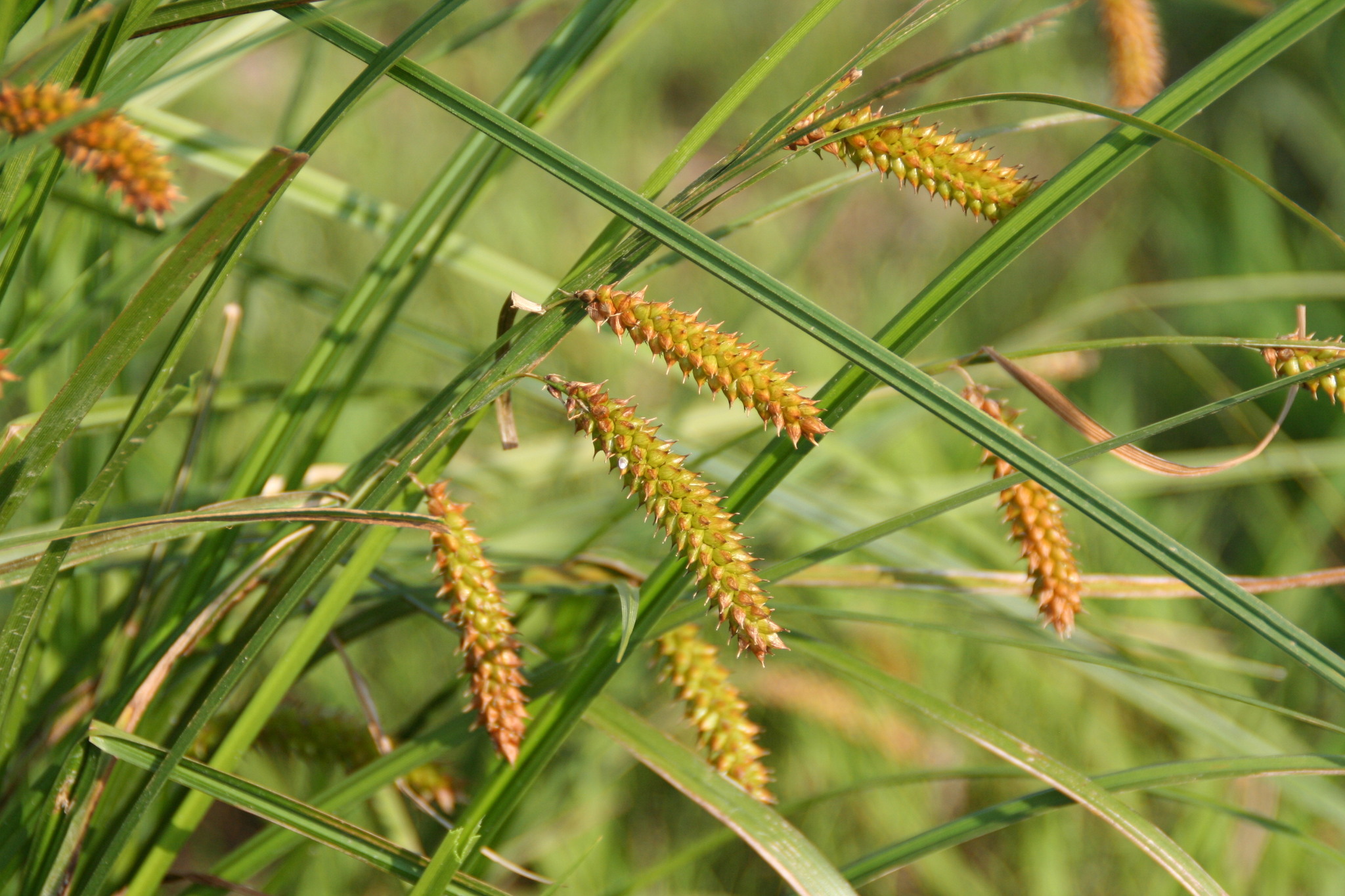 Carex vesicaria