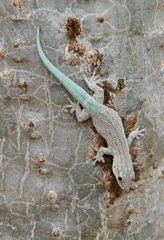 Phelsuma mutabilis
