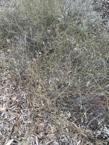 Tangled Lignum