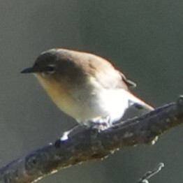 Brown-breasted Gerygone (Gerygone ruficollis), photo 2