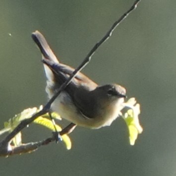 Brown-breasted Gerygone (Gerygone ruficollis), photo 3