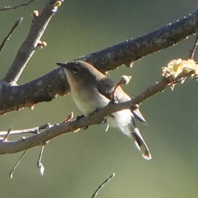 Brown-breasted Gerygone (Gerygone ruficollis), photo 7