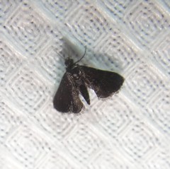 Elophila tinealis