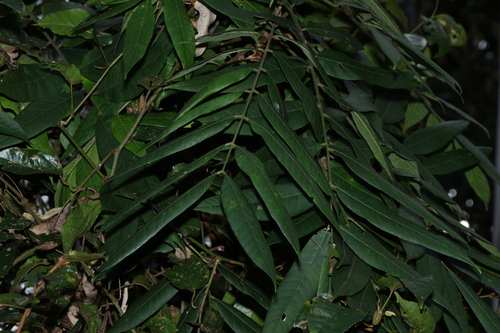 Didymocheton rufus, photograph 6