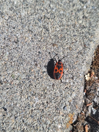 European Firebug