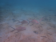 Trachinotus goodei