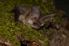 Grey Long-Eared Bat photo 2