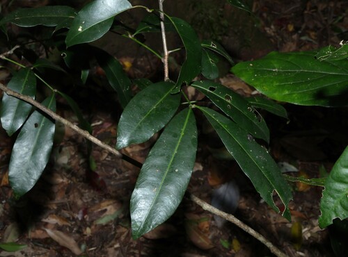 Anthocarapa nitidula, photograph 6