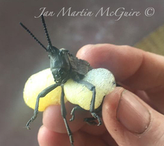 Dictyophorus griseus