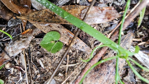 small mosquito-orchid (Acianthus pusillus)