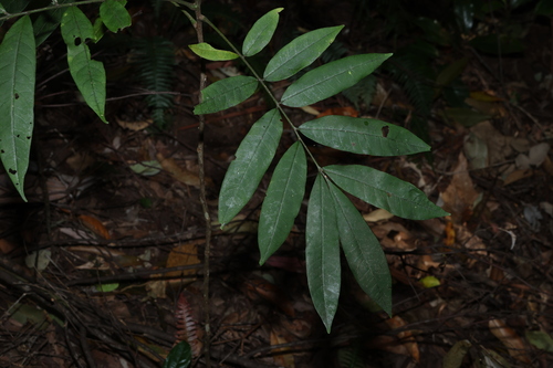 Didymocheton rufus, photograph 4