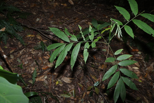 Didymocheton rufus, photograph 3