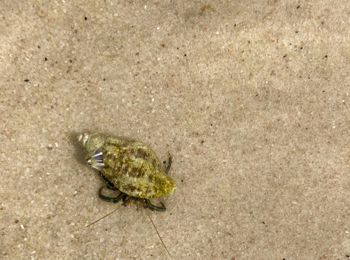 Long-legged Hermit Crab