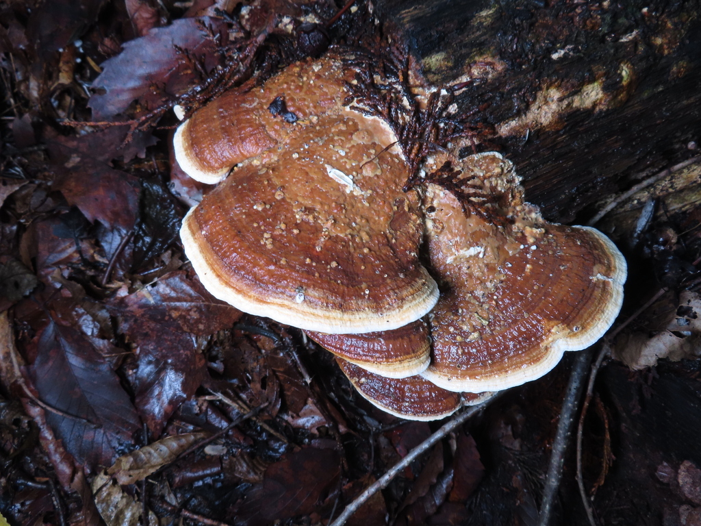 Fomitopsis dickinsii · September 2025 · photo: © timur_kalininsky (iNaturalist, cc-by)