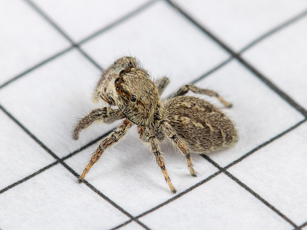 Macaroeris asiatica