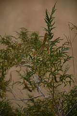 Tecoma stans angustata