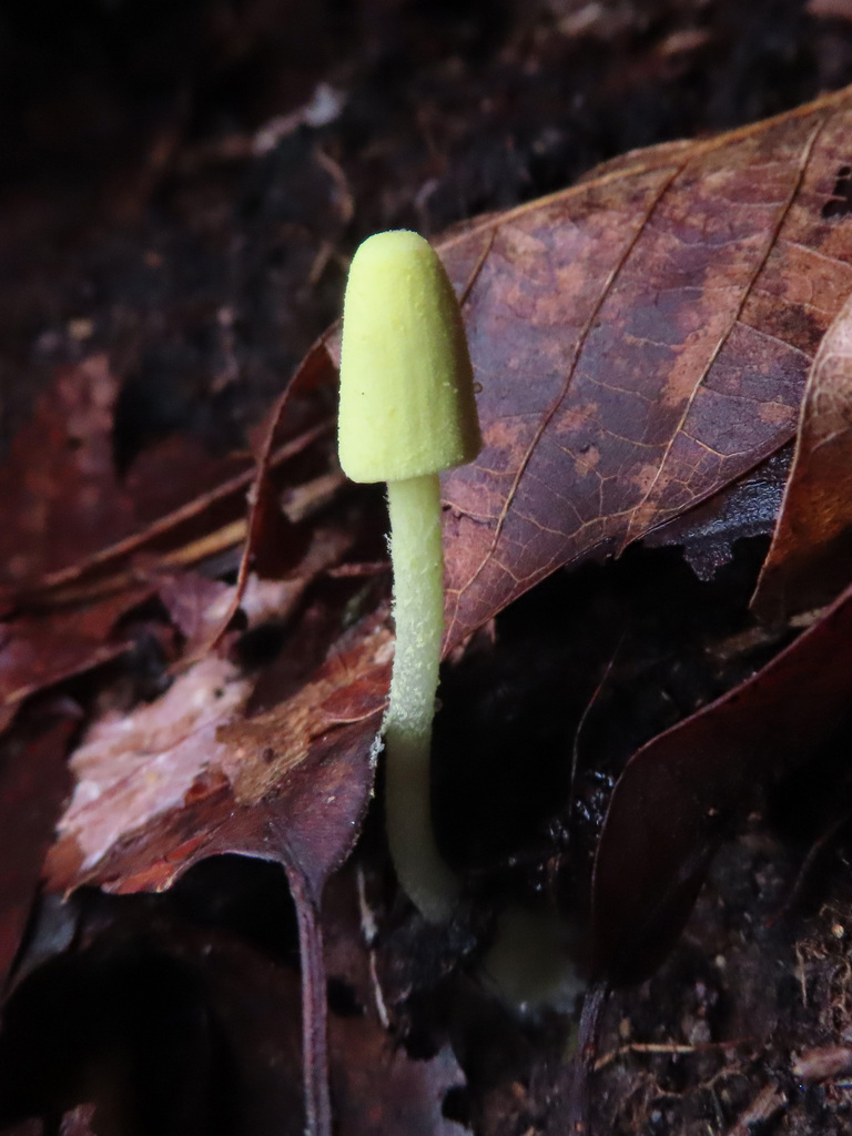 Leucocoprinus fragilissimus · September 2025 · photo: © timur_kalininsky (iNaturalist, cc-by)