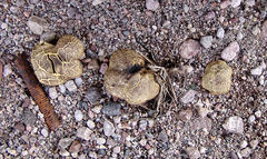 Scleroderma texense