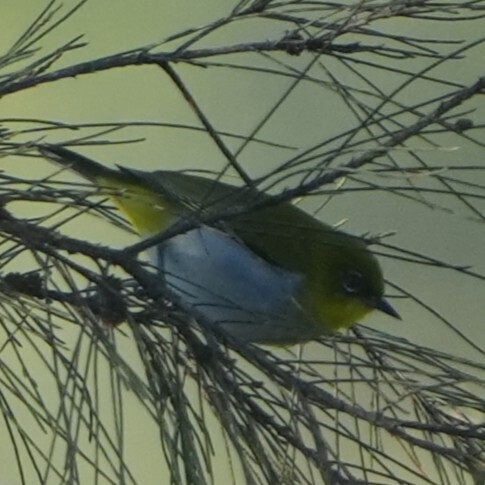 Papuan White-eye (Zosterops novaeguineae)