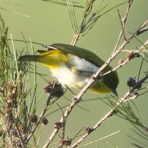 Papuan White-eye (Zosterops novaeguineae), photo 2